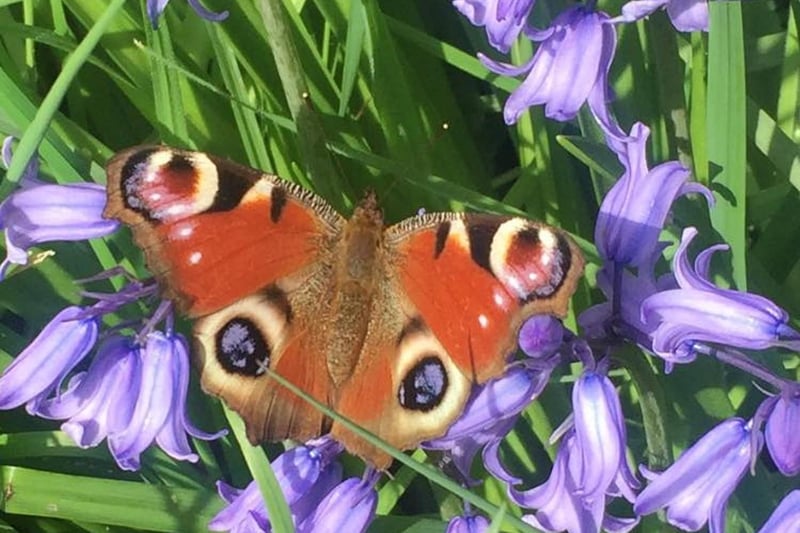 A delightful shot from Kim Welberry shows a butterfly among the bluebells at Lea.