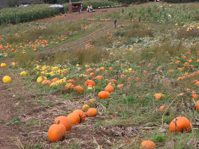 The site is open until October 31. 9am-5pm.