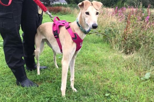 Beatiful Xena is ready to zoom into your life. SSPCA say 'she is quite a shy girl but soon comes out of her shell for a game of chase and a cuddle on the sofa.'