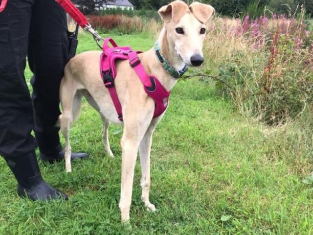 Beatiful Xena is ready to zoom into your life. SSPCA say 'she is quite a shy girl but soon comes out of her shell for a game of chase and a cuddle on the sofa.'