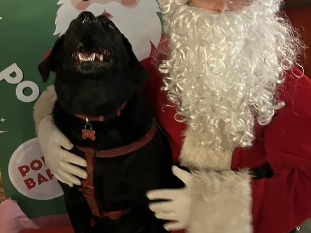 Baxter meeting Santa Paws for the first time. Thank you for sharing, Louise.