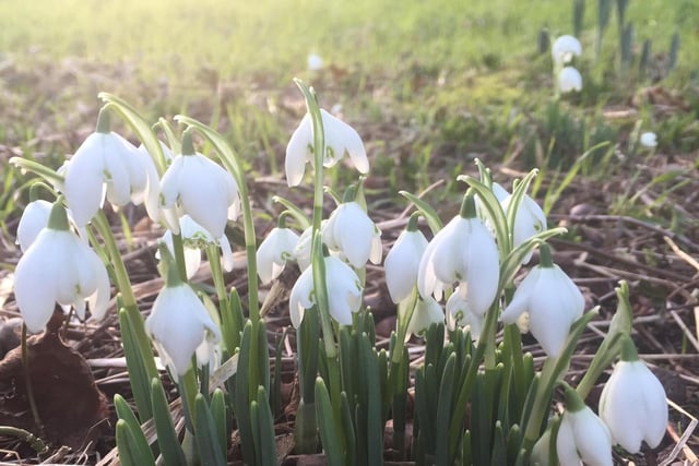 ​A striking shot of snowdrops in the sunlight at Gate Burton, snapped by Kim Welberry.