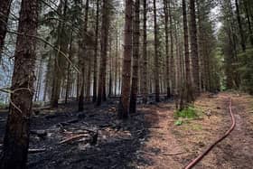 A fire at Sherwood Pines on July 11 took out an area of forestry of 40,000sqm. Credit: Shirebrook Fire Service