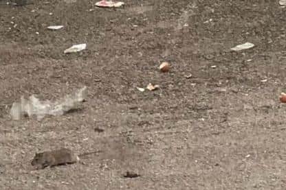 A giant rat spotted behind flats on High Street, Sutton in Ashfield town centre