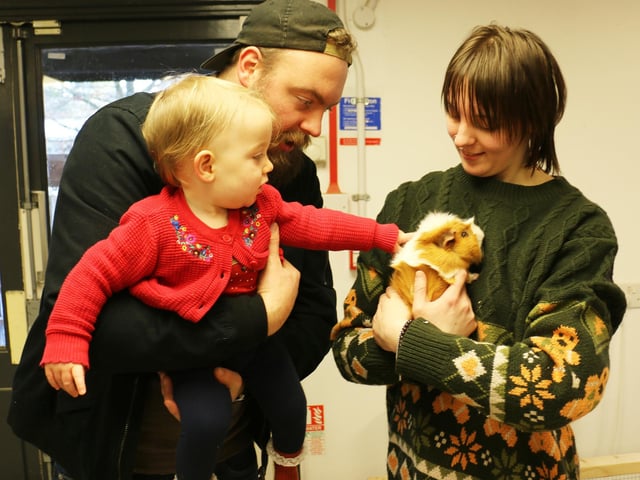 One-year-old Emilia Copestake investigated Primrose the guinea pig's ears.