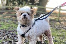 A friendly little dog, four year old male Billy nonetheless needs to be the only dog in the home.  He is on long term medication for skin problems.