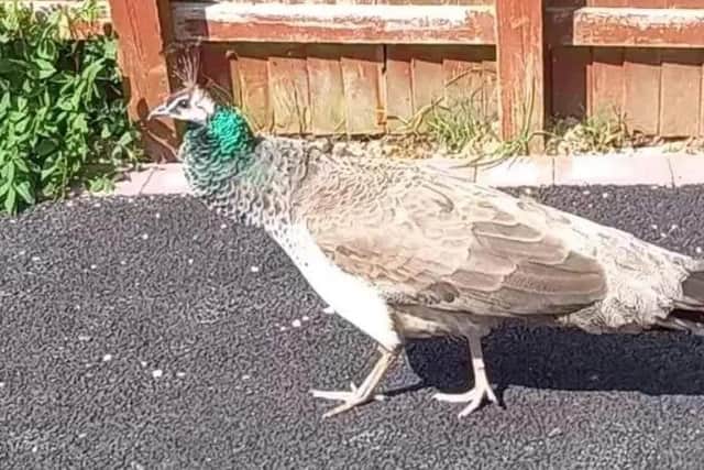 Peahen Penny in all her glory.