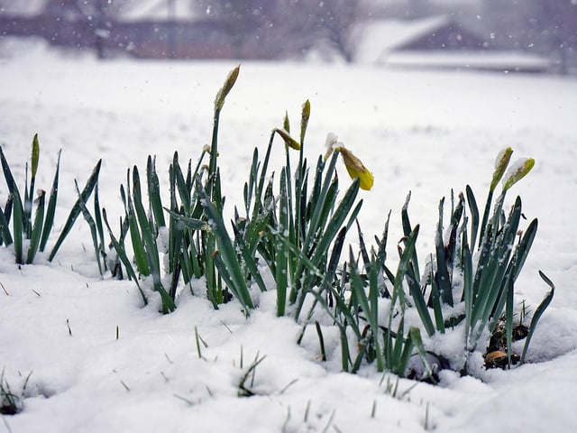 Mansfield in the snow