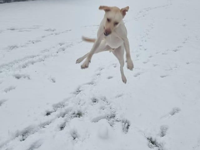 This little fur baby is loving the snowy weather.