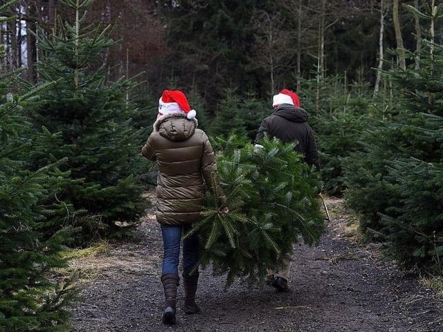 Best places to buy a real Christmas tree from...