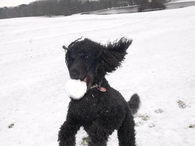 Barney the dog enjoyed a snowball fight at Berry Hill Park.