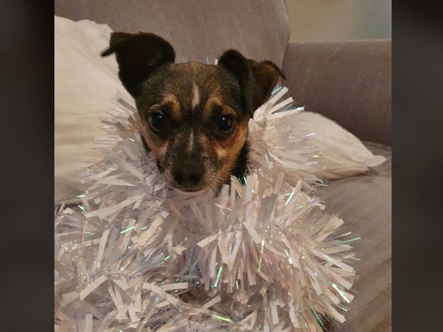 In the run up to Christmas 2020, our readers have shared their pets adorable festive costumes.