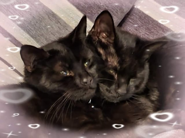 Two black panthers adopted August 2022. Meet Lexi and Luna.
