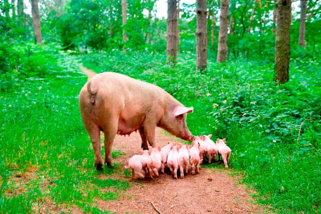 A pregnant pig which was destined for slaughter has avoided the chop - after she escaped from a farm before giving birth in the woods near Ollerton. Photo: Alex Cousins/SWNS.