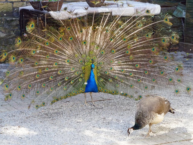 The centre serves as a sanctuary for animals. Customers will see some domestic animals, but the wild animals are at the site for rehabilitation, with the ultimate goal of safely returning them to their natural habitats. For this reason, the wild animals are not available for public viewing or handling.