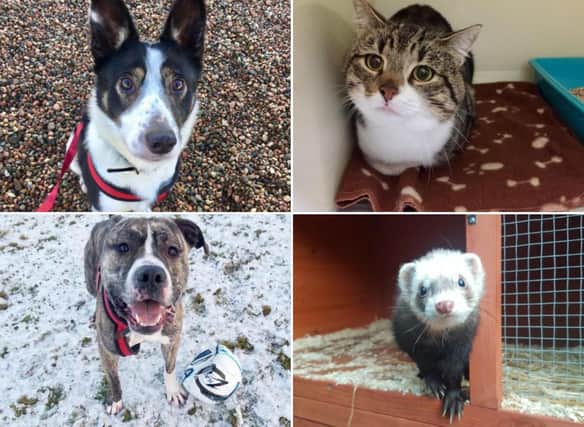 We've got 13 gorgeous animals looking for you to be their forever home.