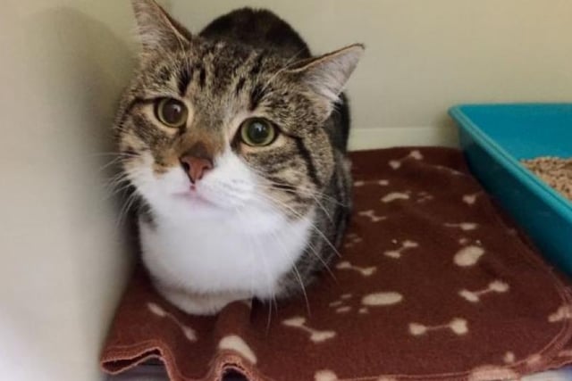 How adorable is Tiggy, based at Caithness and Sutherland, Tiggy is a very handsome lad who is looking for a quiet home. He can be quite a stubborn boy and likes to do things on his own terms.