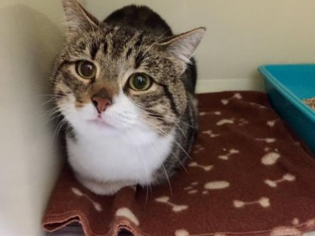 How adorable is Tiggy, based at Caithness and Sutherland, Tiggy is a very handsome lad who is looking for a quiet home. He can be quite a stubborn boy and likes to do things on his own terms.