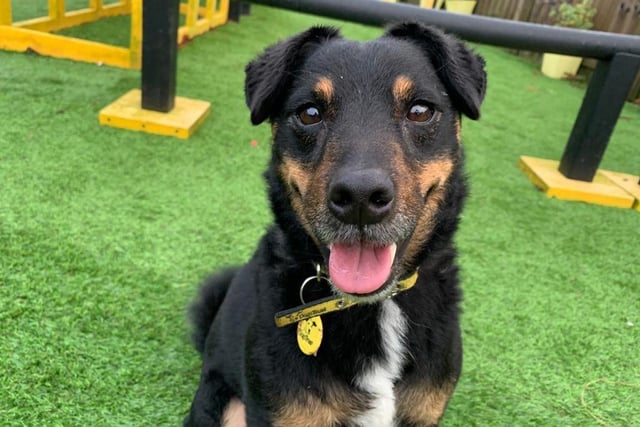 Bobby is a four year old Terrier cross. He enjoys going for long walks and playing with his favourite toy. Bobby is friendly and loving with his owners but can take some time getting to know new people.