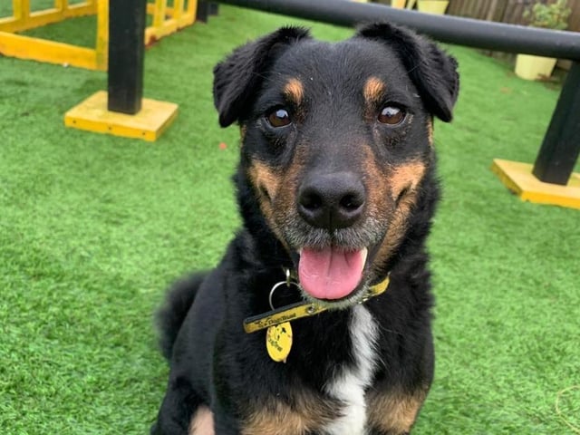 Bobby is a four year old Terrier cross. He enjoys going for long walks and playing with his favourite toy. Bobby is friendly and loving with his owners but can take some time getting to know new people.