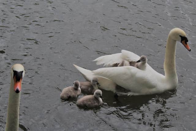The cygnets have been saved by the handiwork of Warsop joiner Tony Hubbard. Photo: Phoebe Cox.