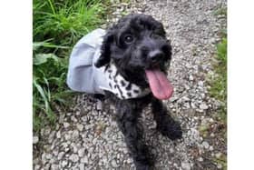 Luna is loose in the Tuxford area.