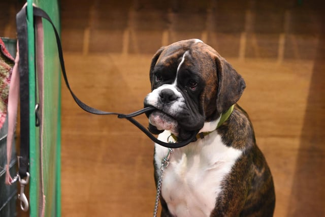 While they are instinctive guardians, the Boxer loves to be with his people. One of the breed’s most notable characteristics is its desire for human affection, especially from children. They are patient and spirited with children, but also protective, making them a popular choice for families. The Boxer requires little grooming, but needs daily exercise.