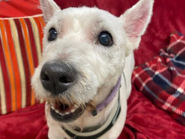This is Coco, a nine-year-old Westie. She is such a sweet girl and looking for a home where she is the only dog and no other pets. She can have doggy walking friends. Being nine-years-old, she does have a touch of Arthritis and is on medication. She loves going for walks in the woods and taking in all the smells. She can live with children over seven.