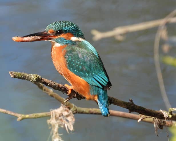 ​A delightful shot from regular contributor Ivan Dunstan shows a kingfisher taking it easy.