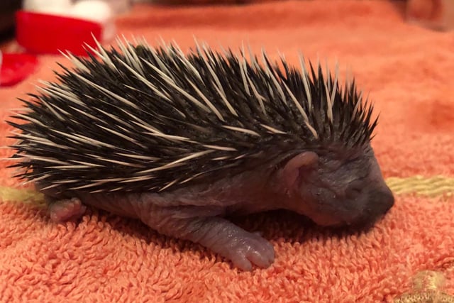 If a hedgehog is spotted out during the day then the SSPCA advises people to contact it. But it's important to note that around birthing time, adult hedgehogs might just be moving from one nesting site to another. Any adult that looks in good body condition is likely to be doing this and they do not need SSPCA's help. If a hoglet or young hedgehog is on its own or if a hedgehog looks thin or wobbly then people should contact the animal charity's helpline.