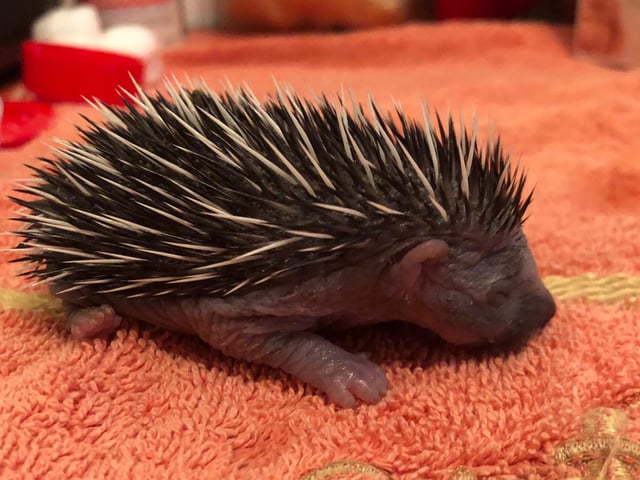If a hedgehog is spotted out during the day then the SSPCA advises people to contact it. But it's important to note that around birthing time, adult hedgehogs might just be moving from one nesting site to another. Any adult that looks in good body condition is likely to be doing this and they do not need SSPCA's help. If a hoglet or young hedgehog is on its own or if a hedgehog looks thin or wobbly then people should contact the animal charity's helpline.