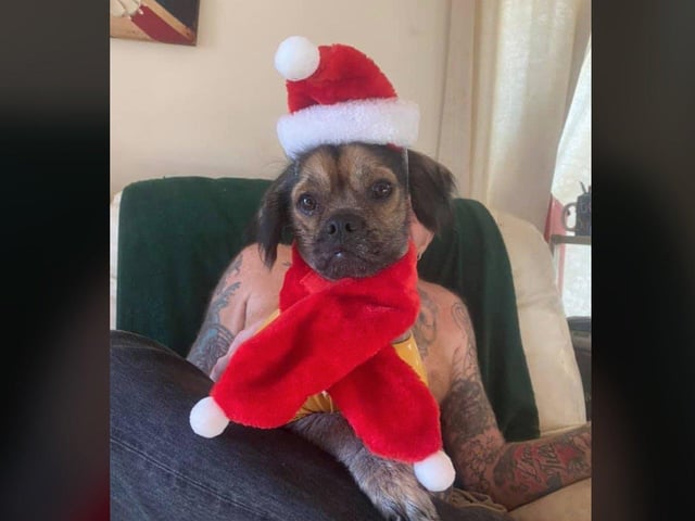 In the run up to Christmas 2020, our readers have shared their pets adorable festive costumes.