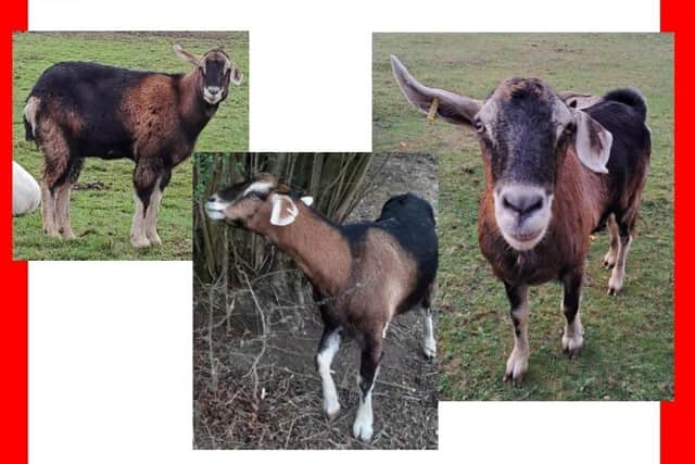 Seth, a five-year-old goat, has gone missing in the Huthwaite and Brierley area
