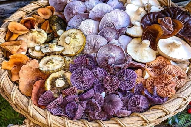 Mushrooms that Madara has foraged.