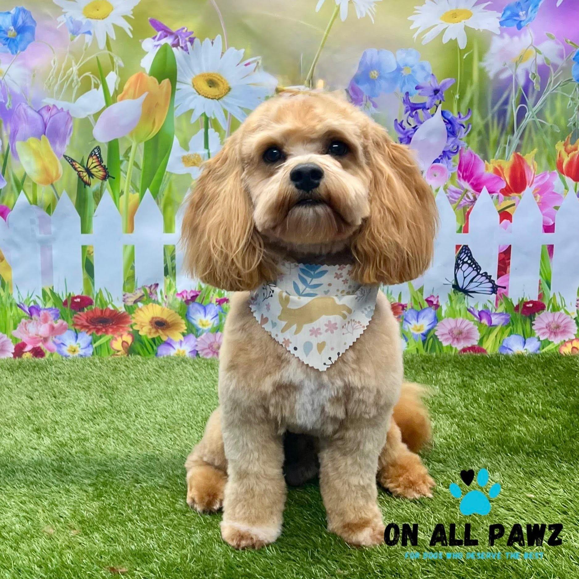 Showing off the results of the groom at On all Pawz