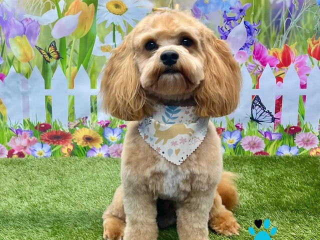 Showing off the results of the groom at On all Pawz
