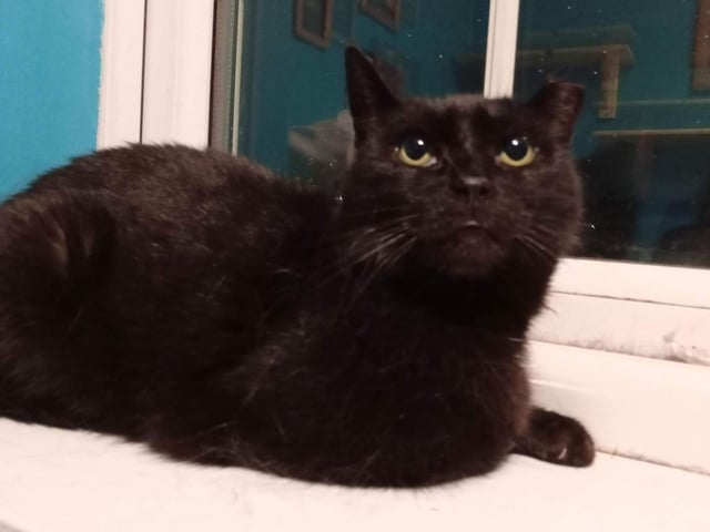 Shy Lucille, aged about six, is a stray who came to the rescue after her feeder died. The rescue said: "She is starting to trust and come for fusses, but will need time and patience in a new home. Happy to live with other cats and older, sensible teenagers."