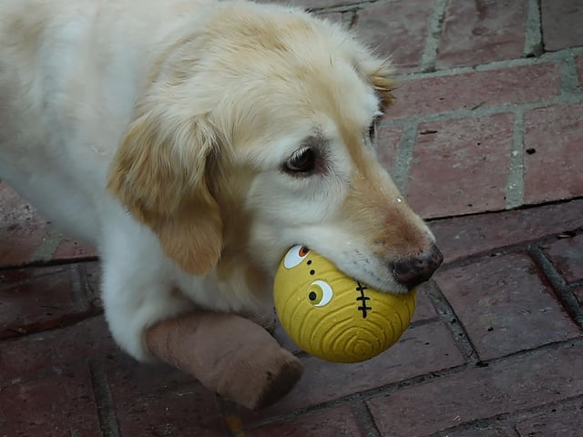 The golden retriever is the quintessential family dog; they are eager to please. Goldens are excellent with children of all ages. This medium-large dog is happy, loyal, affectionate, and active. The breed is intelligent and adaptable to thrive in most households.