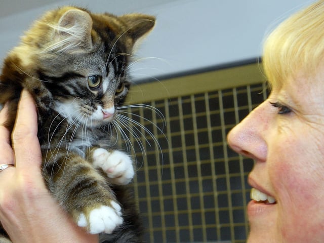 Top Cat and Tails Cattery, New Lane, Hilcote. Jan Burgin fusses one of the little kittens needing a home.