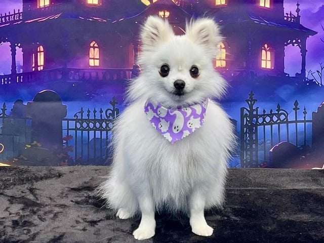 Give your dog the daily exercise, fun, and socialization they deserve. On All Pawz offer professionally guided group walks in Mansfield Woodhouse.