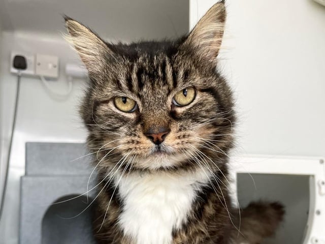 Mr Pebbles is a sweet cat who could live with another cat in his new home, as he has done previously. He can be a little quiet at first, however, once he knows you, he is more than happy to receive a head tickle and a fuss.