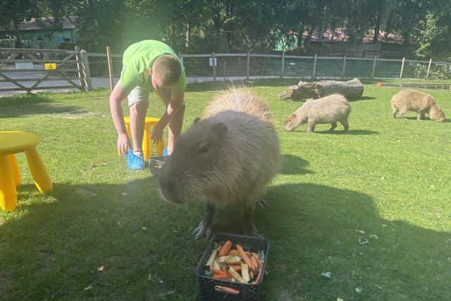 Capybaras originate from South America but are not all over the world.