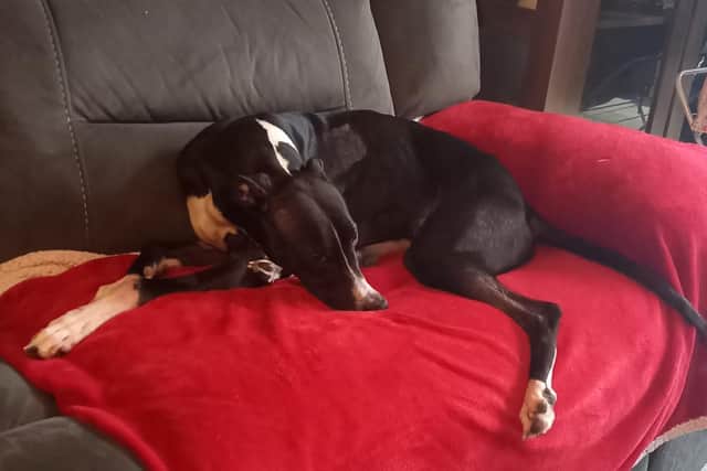 Luna is resting in her 'forever' home after being adopted by her veterinary nurse.