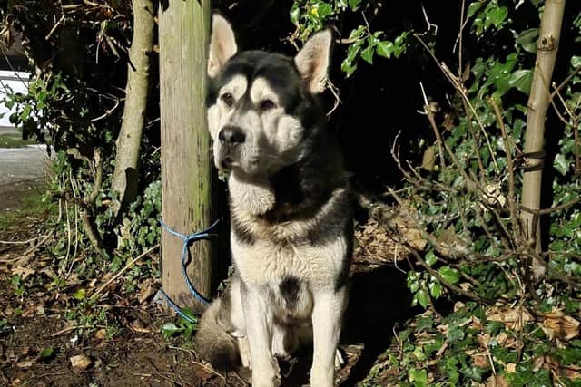 Husky 'Storm' was left tied up outside a school in Nottinghamshire