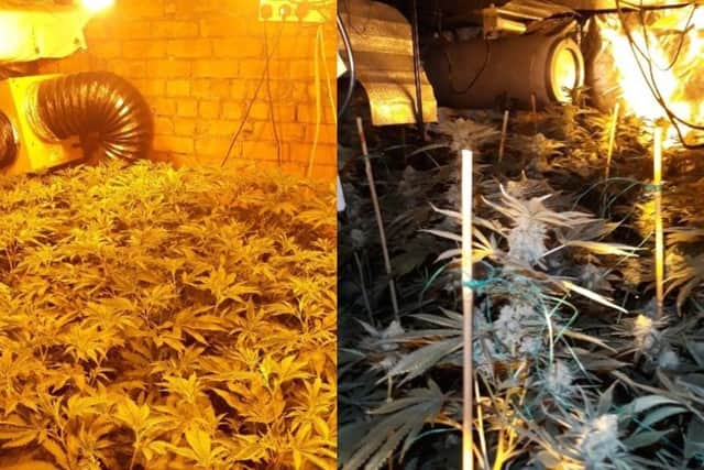 Around 350 plants were found growing across ten different rooms