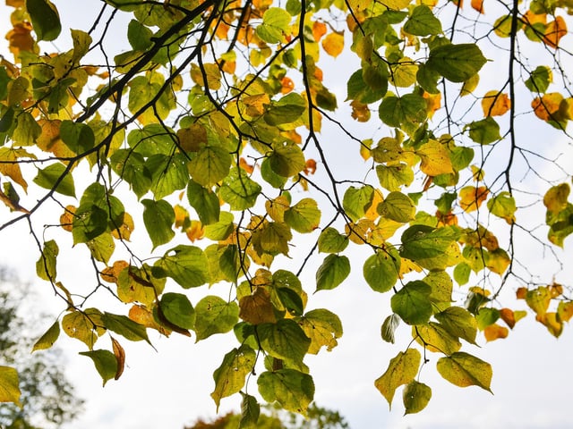 Autumnal Mansfield