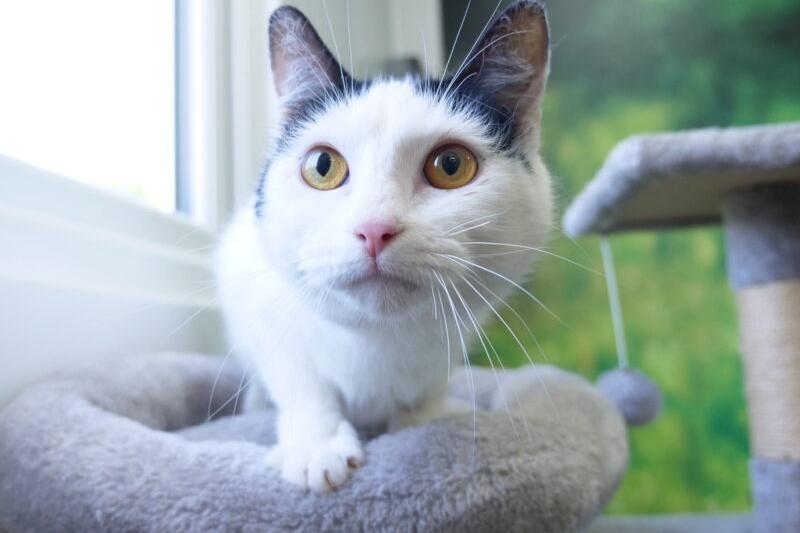 Pixie is between two and three years old. She can be unsure at first and may need time to settle. Once settled she is very loving and affectionate.