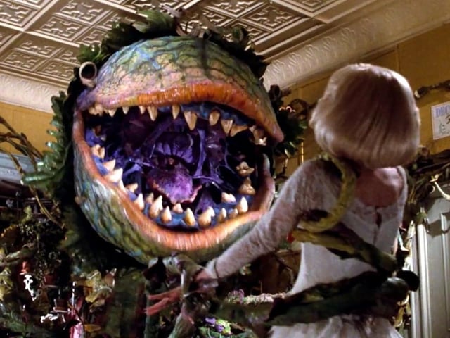Maybe you've seen the film. Maybe you've seen the show. Now is your chance to see the fantastic horror sci-fi musical, 'Little Shop Of Horrors', at Mansfield's Palace Theatre, as presented by the Heanor Musical Theatre Company. Its three-night run starts tomorrow (Thursday) as meek floral assistant Seymour Krelborn stumbles across a new breed of plant, hell-bent on global domination!
