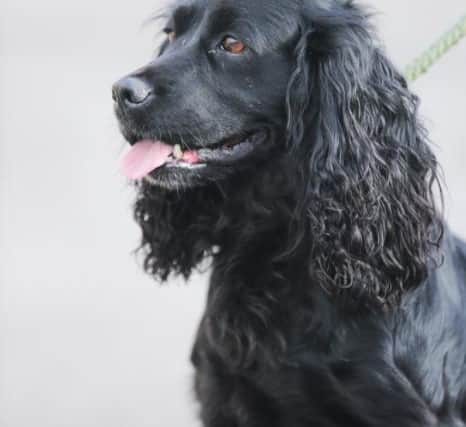 Do you know the owner of this dog?