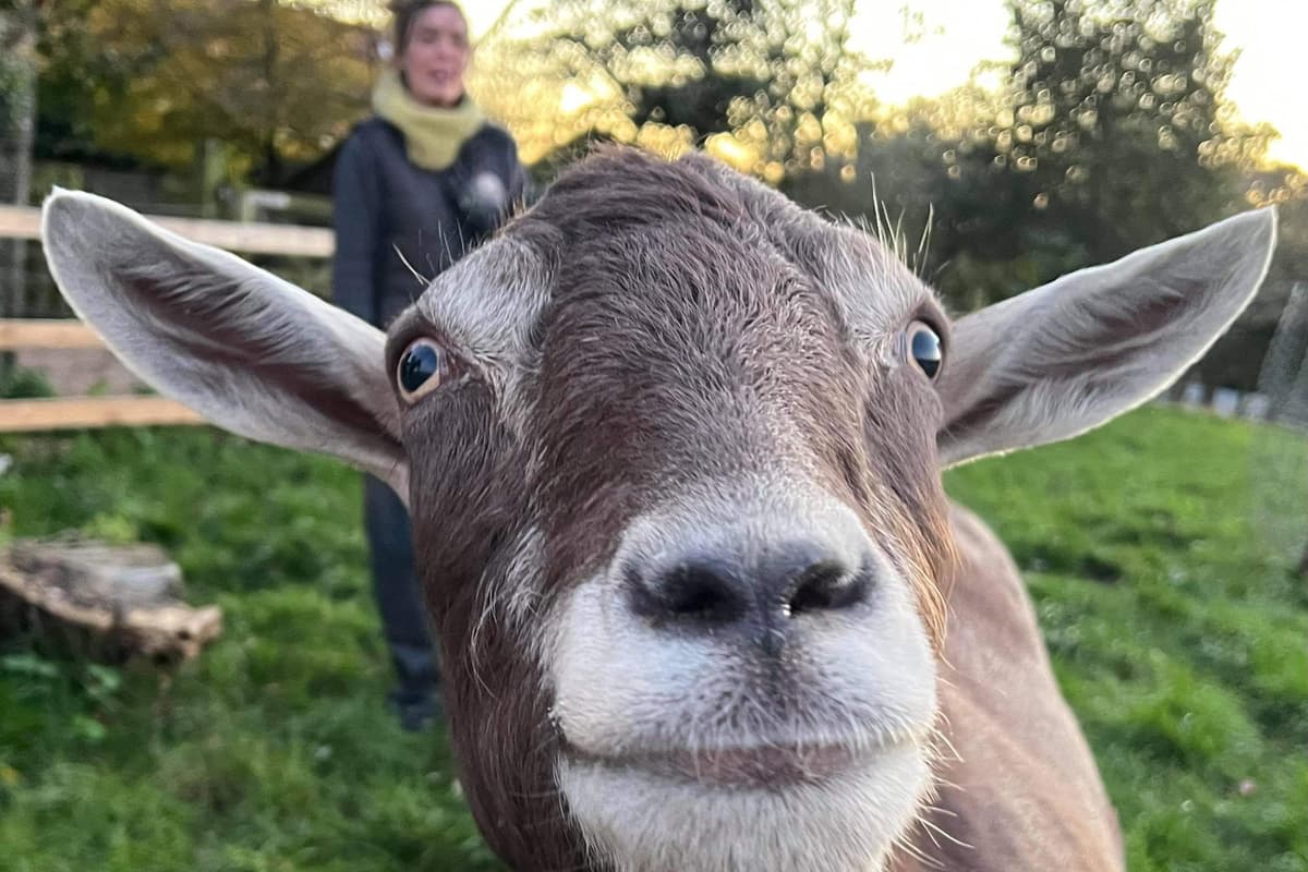 Locky Animals Meet some of the lucky animals who found forever homes at Bilsthorpe ...